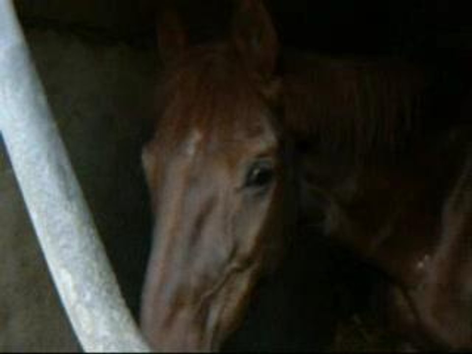 Mon loulou Veinard