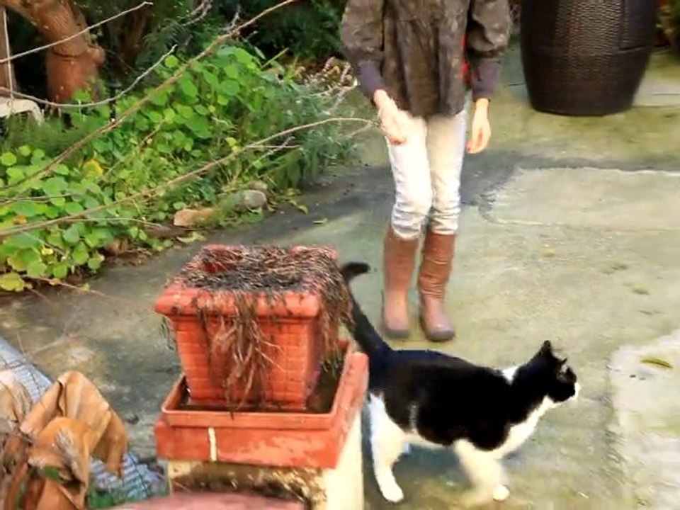 1ere sortie du chat Sopha