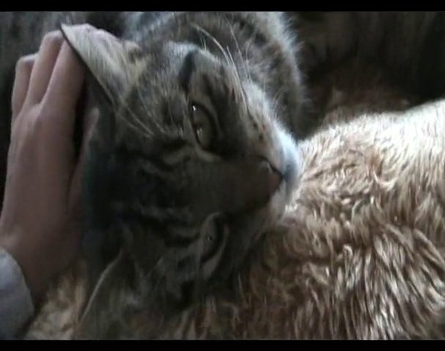 Jumboh 2 - 15 janvier 2011