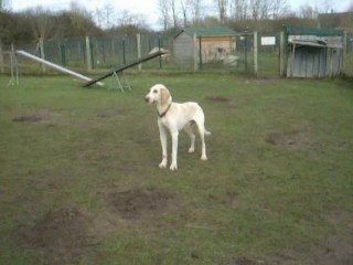 Jenny Wren & Jet's First Park Visit 🐾