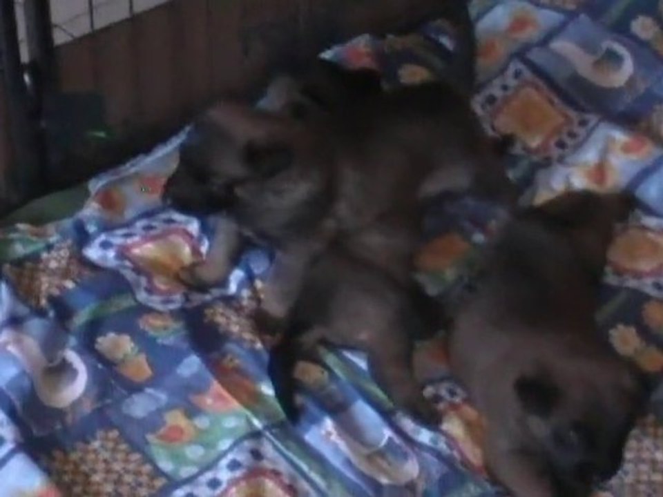 bouillie
