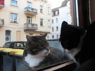 Katze und Kater