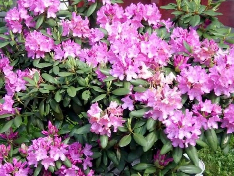 A tak było pięknie latem w moim ogrodzie cz.1