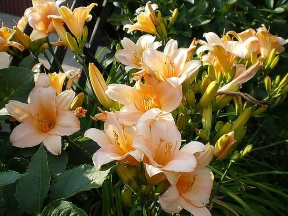 2a tak było pieknie latem w moim ogrodzie cz.II