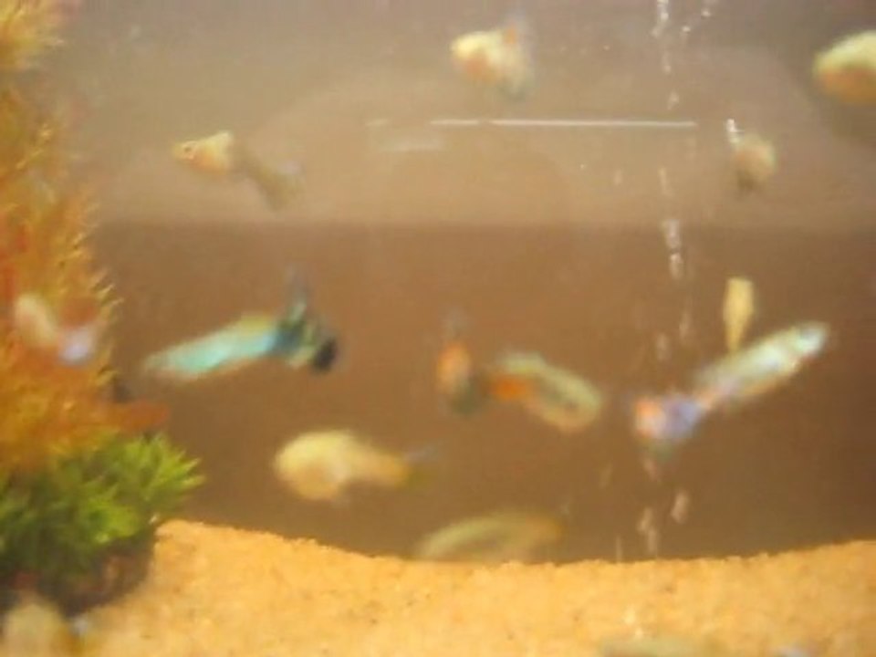 Guppys