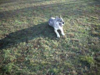 Eywook Loup Tchèque