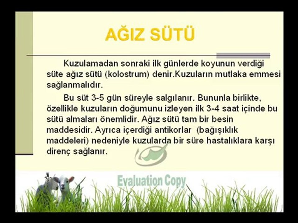GEBELİK VE KUZULAMA