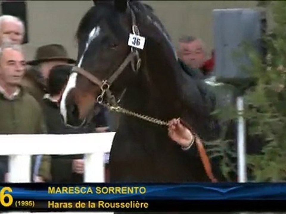 N°36 - Maresca Sorrento