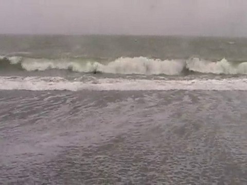 Deliberate Creation By A Law of Attraction Dog Life Coach