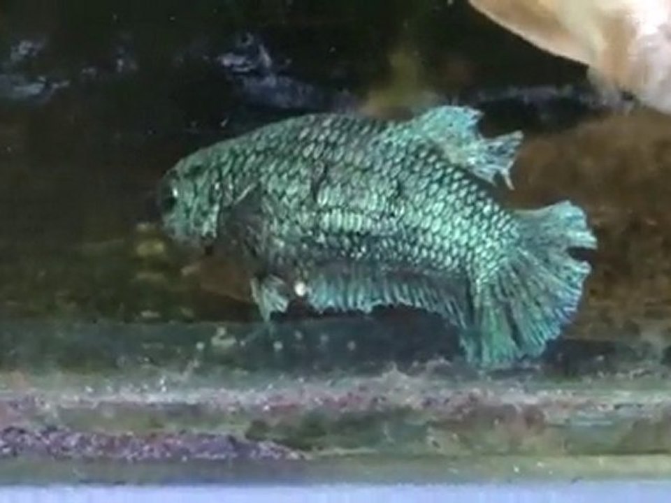 20110107093927