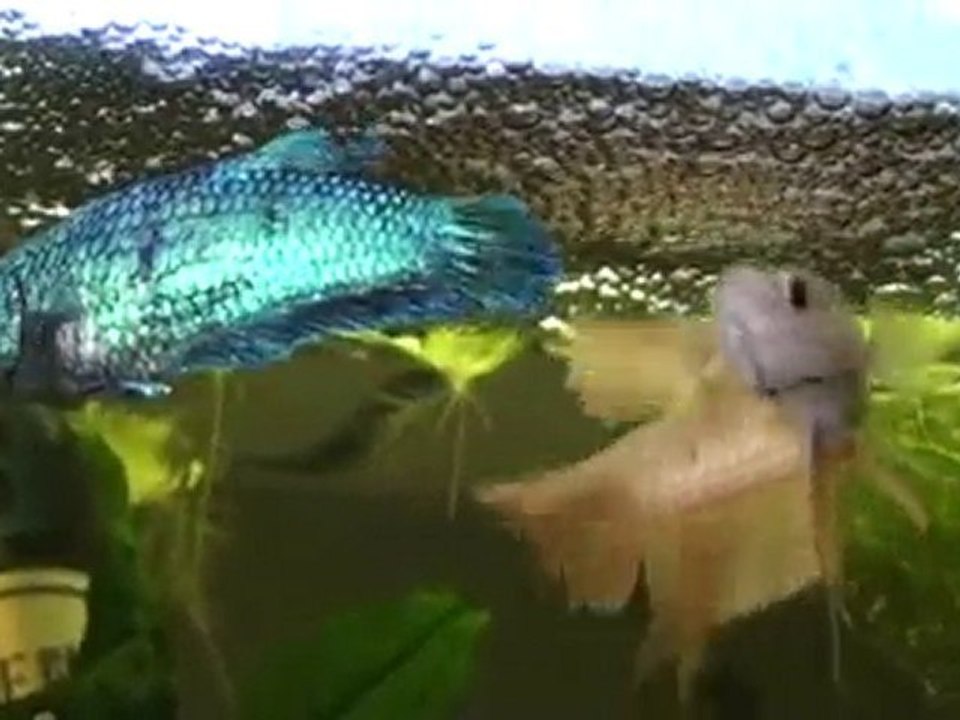 20110107093418