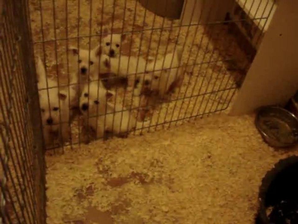 Les chiots de la Vallée des Secrets Westies & Phalène