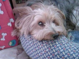 joyeux anniversaire a ma petit baya 13 ans aujour