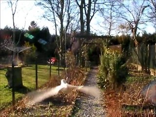 un oiseau au bout du fil / a bird on a string