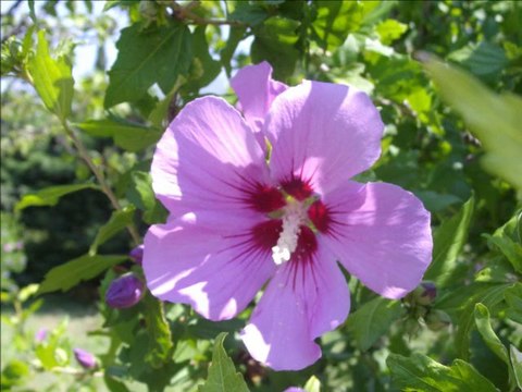 2007 - 2010 mes fleurs mes beautées