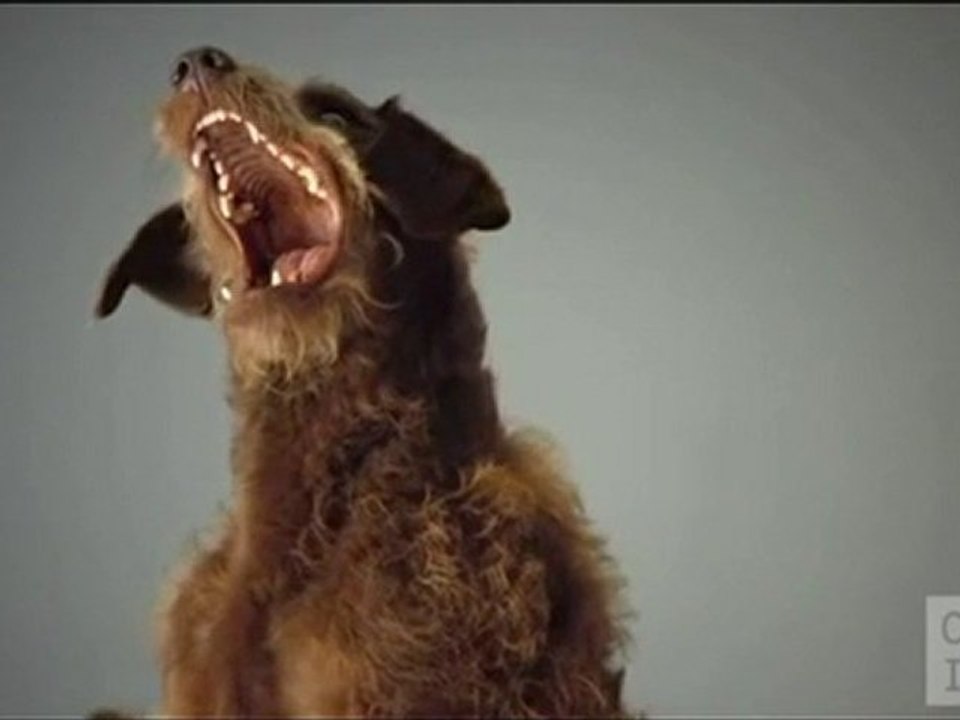 Les plus beaux chiens du monde dans une pub