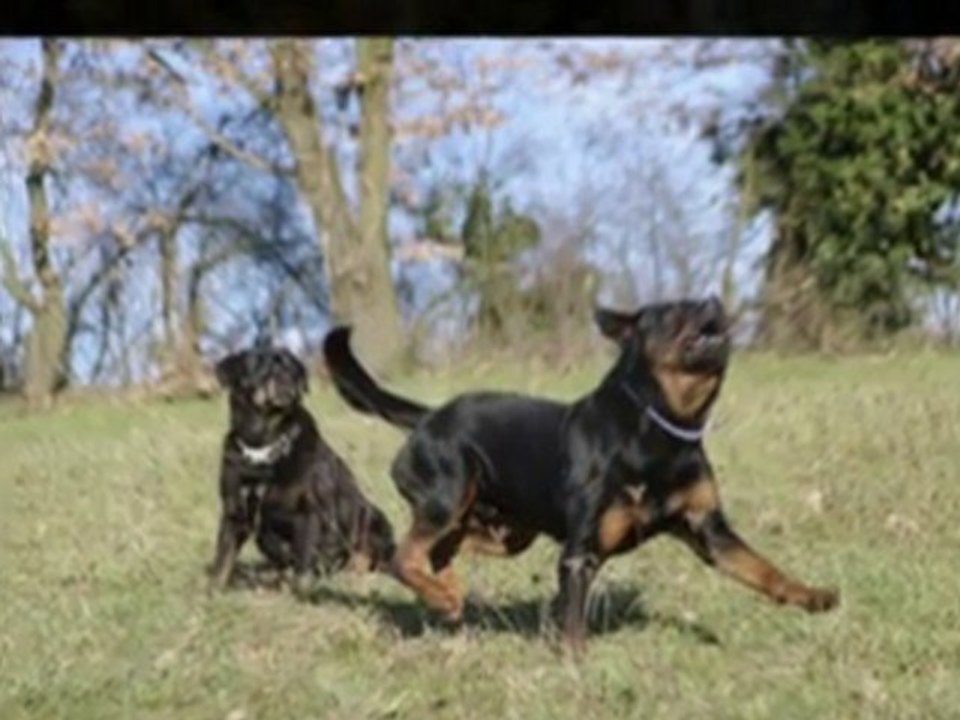 rottweiler rhapsodie et balzac