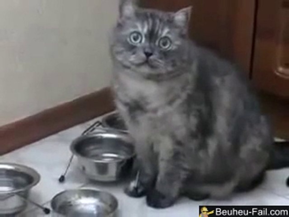 Chubby Cat Doesn t Want to go on a Diet