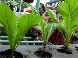 Les écoliers philippins mangent leurs propres légumes