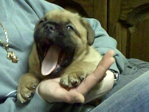 BB de L'Exigence (Jethro) 32 jours