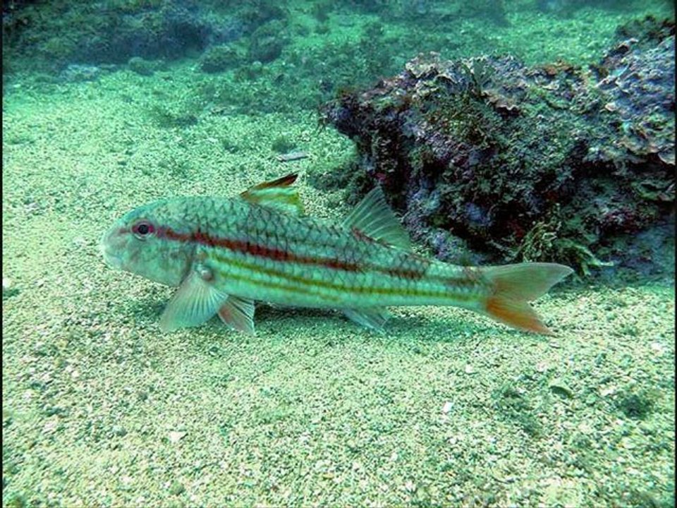 PADI Algarve