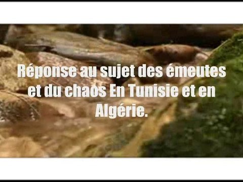 Réponse au sujet des émeutes En Tunisie et en Algérie