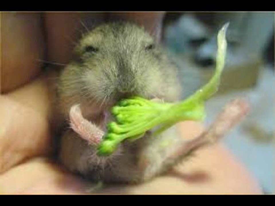 peace-and-brocoli
