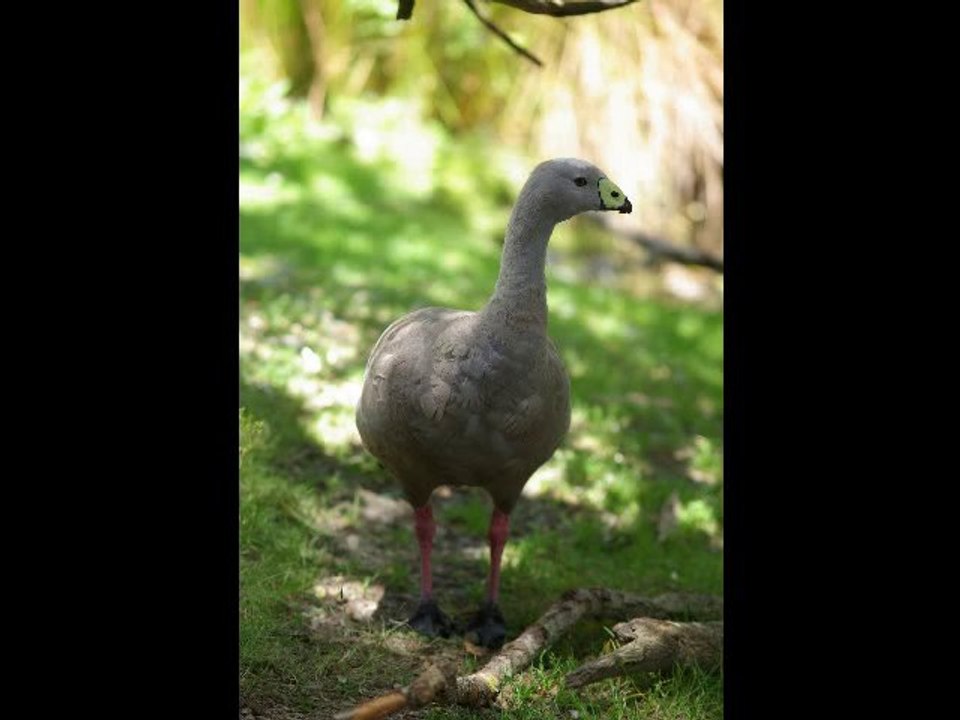 Neuseeland 2010