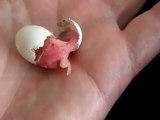 Yumurtadan Yaşama Merhaba