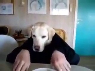 Elleriyle yemek yiyen kopek - www.divxsinema.org