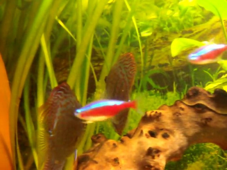 ponte de discus