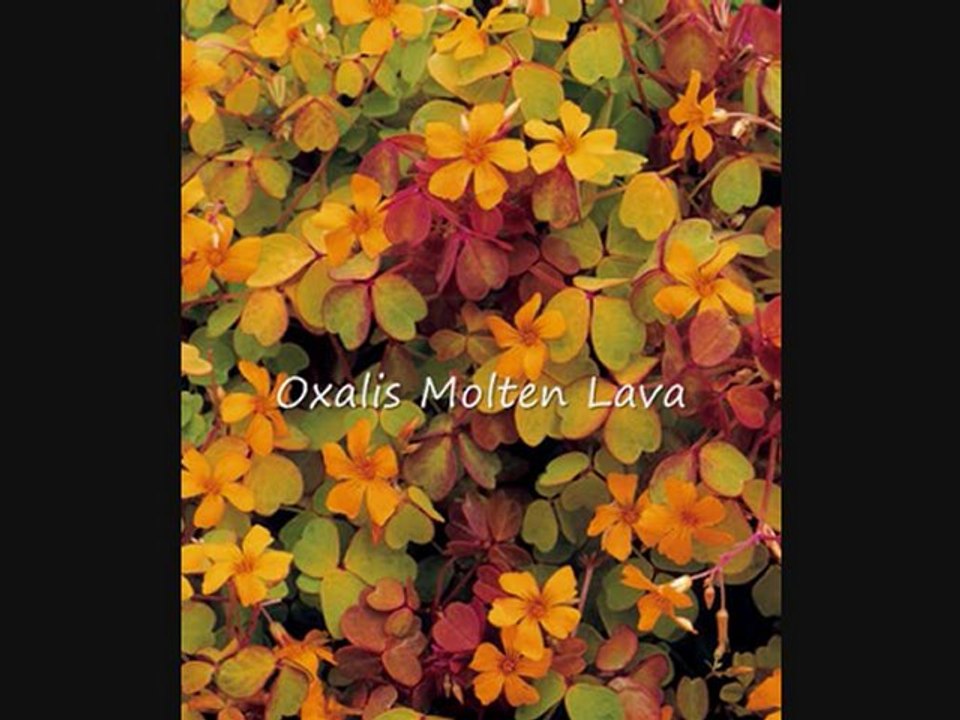 New Plant Selection Picket Fence Greenhouse  2011