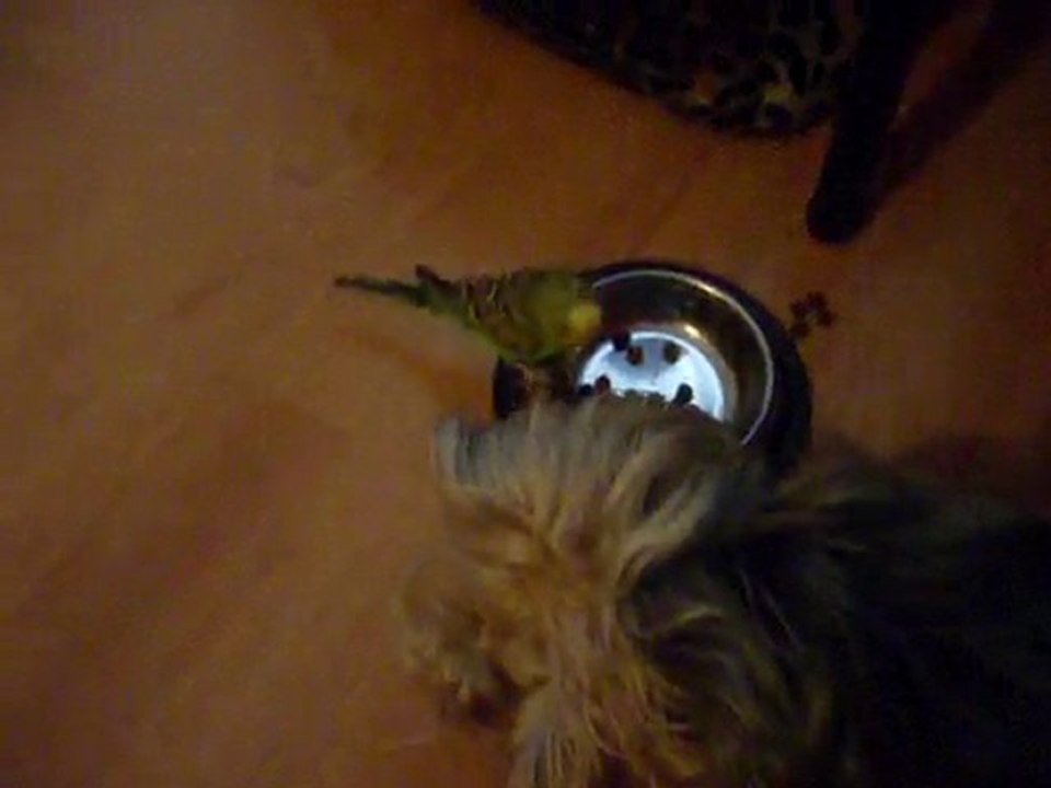 mama saatimiizzz... Oğluş da yorki maması istiyo :)