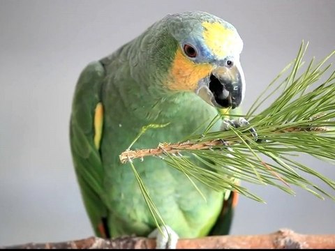 Talking parrot amazon pets video 1080p animal planet