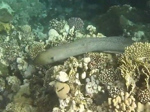 Plongées Marsa Alam hiver 2010-2011