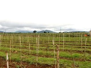 Les vignes de Duc Trong