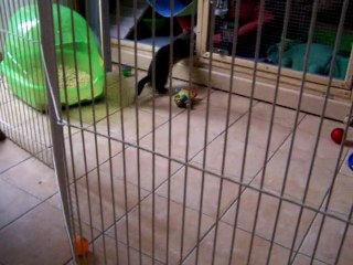 Nessa le 17 janvier 2011