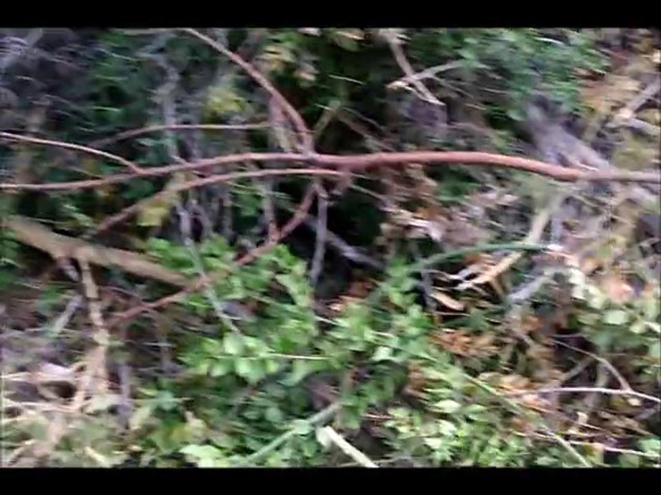 video preso