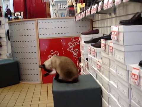 TIHI A TROUVE CHAUSSURES A SES PATTES