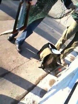 Première lacustre genevoise 2011 !!!