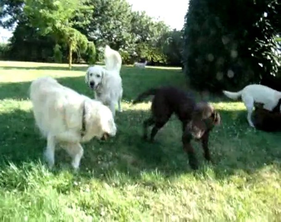 Jeux canins au Dog's Club Vacances