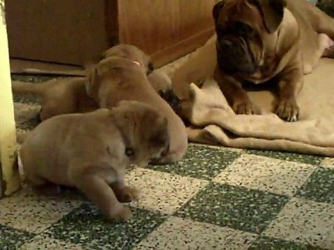 BBS de L'Exigence qui jouent 33 jours