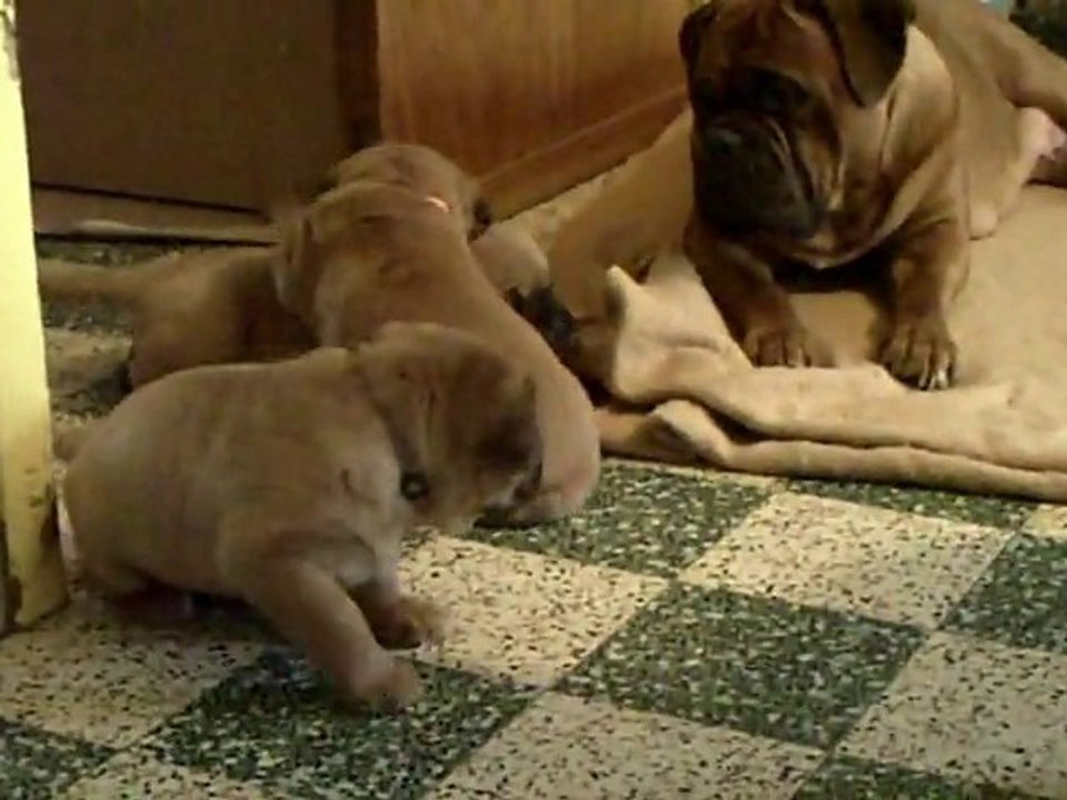 BBS de L'Exigence qui jouent 33 jours