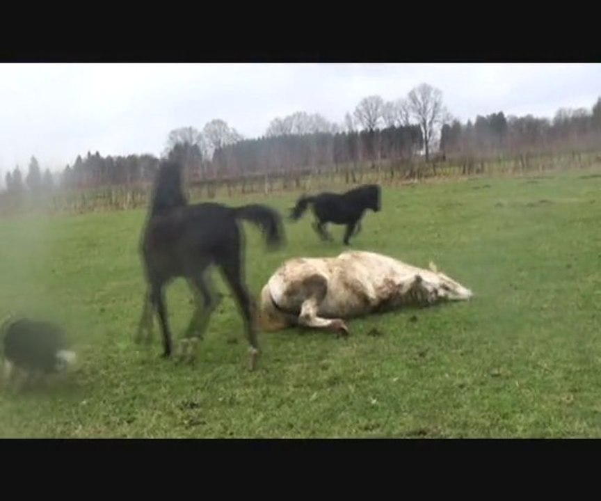 Chevaux motivés