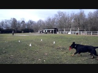 Atelier d'obeissance janvier 2011  au Canis Club Pessacais I
