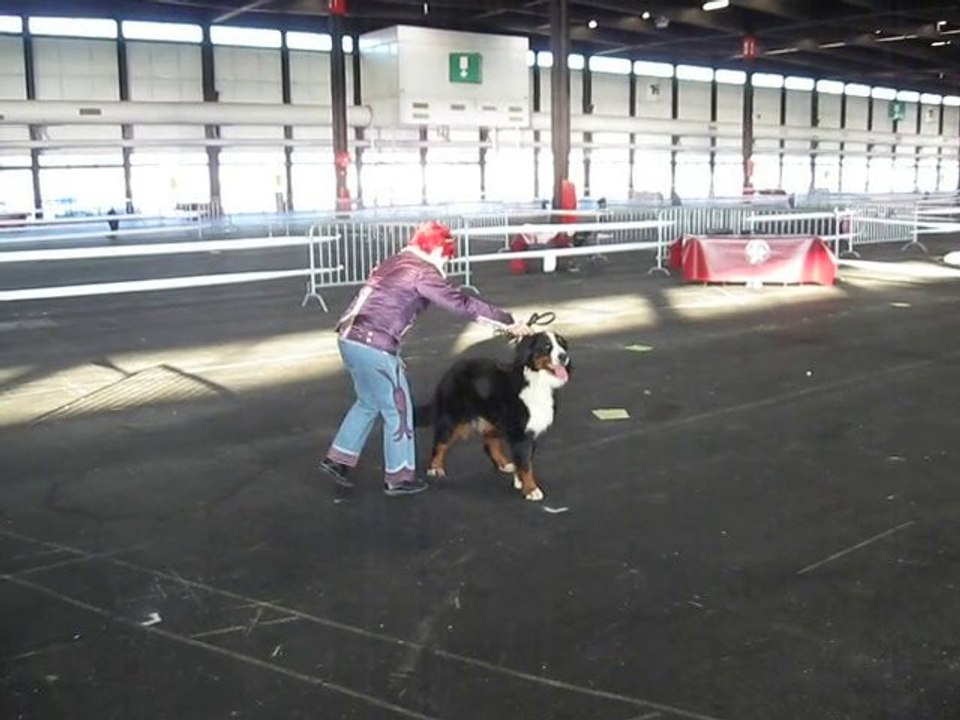 Un petit tour de ring... au Parc des Expositions.