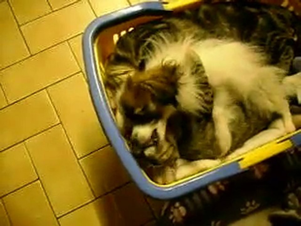 FIFI DOUDOU ET DOUDOUNE, CALINOUS