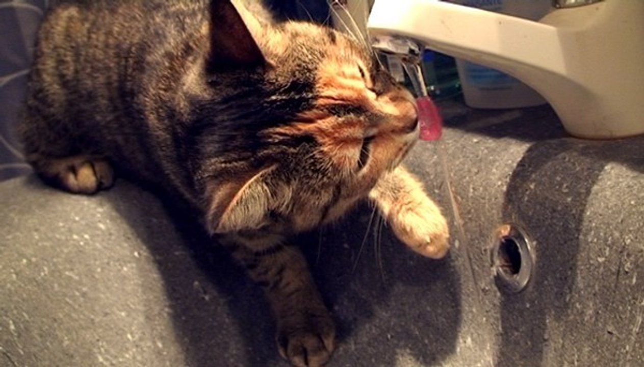 A quoi pense un chat ?
