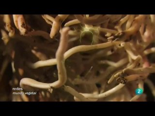 El "cerebro" de las plantas: Inteligencia vegetal