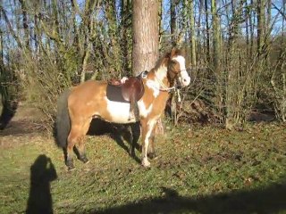 16.01.2011.r.challenge.fauvette